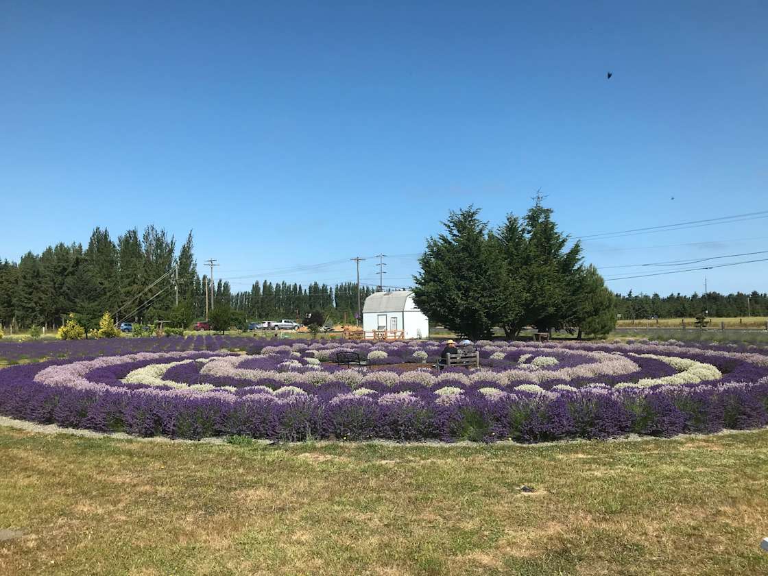 Rain Shadow Lavender Farm Hipcamp In Sequim Washington