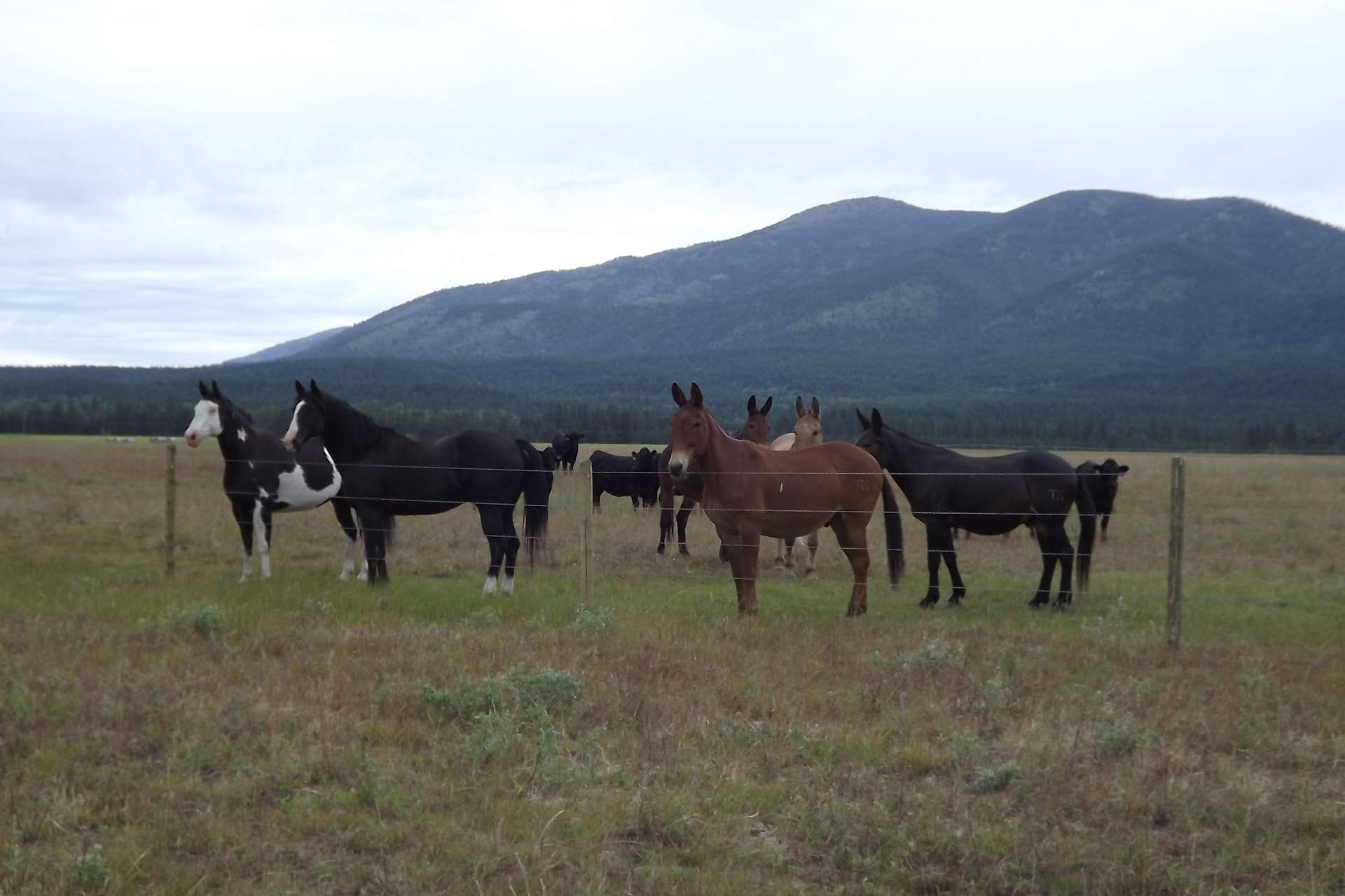 Scapegoat Wilderness Views Hipcamp In Ovando Montana