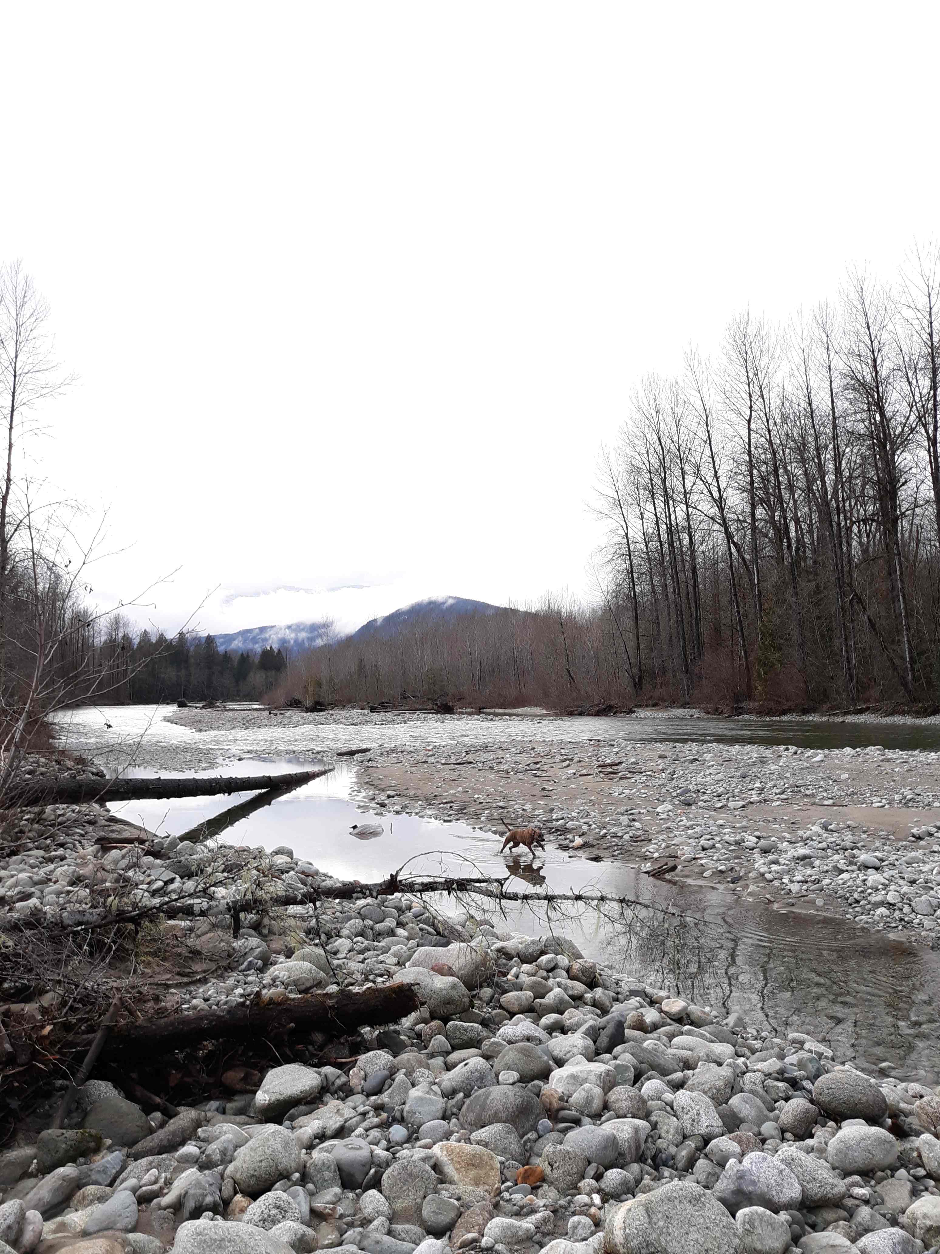 This is the Cascade River, only a quick walk from the campground.