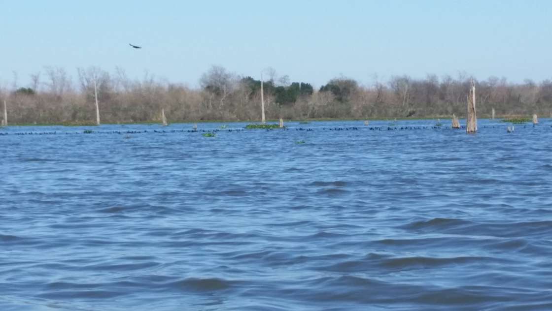 Bayou Bienvenue Wetlands Triangle Hipcamp in Arabi, Louisiana