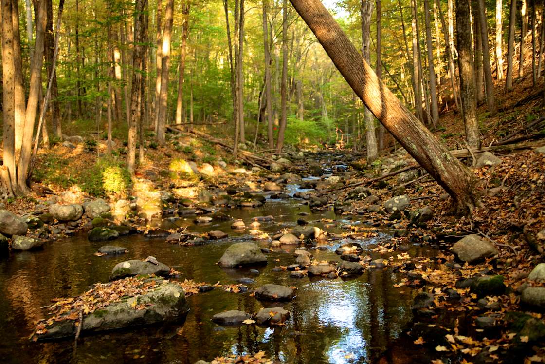 Trout Brook Campsite Hipcamp in Crandon Lakes, New Jersey