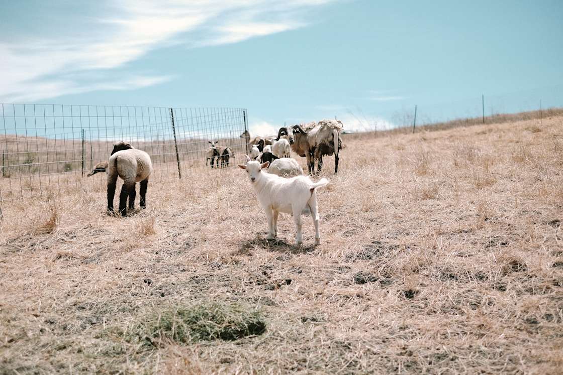 La Candelaria Ranch - Hipcamp in Petaluma , California