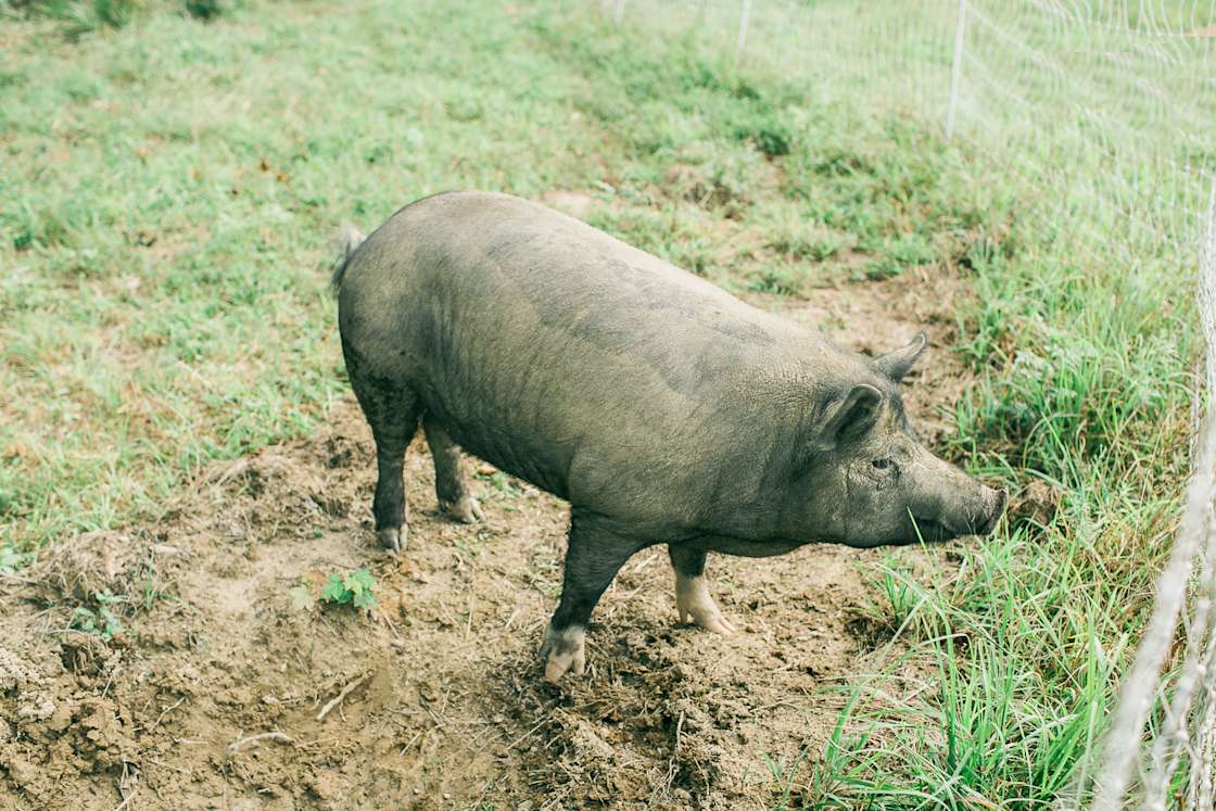 Abundance Farm Hipcamp in Keysville, Virginia