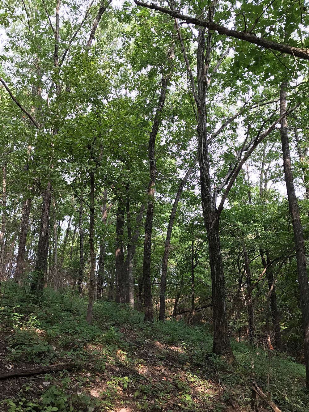 Niangua Valley Forest Hipcamp in Lebanon, Missouri