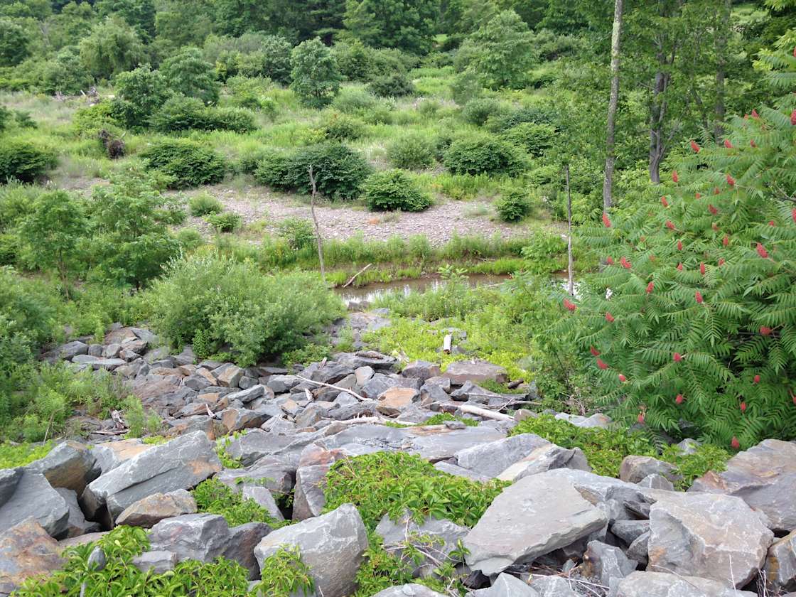 Euphoria Acres Hipcamp in West Kill, New York