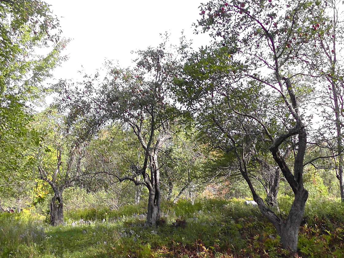 New Story Farm Hipcamp in Cavendish, Vermont