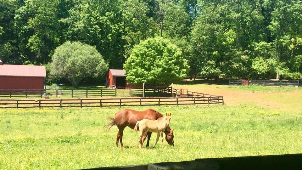 Camping at Beechwood View Farm Hipcamp in Rixeyville, Virginia