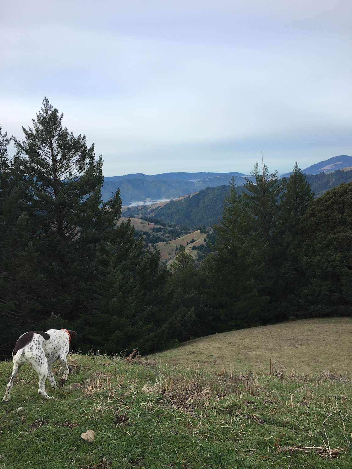Birddog Ranch Hipcamp in Honeydew, California