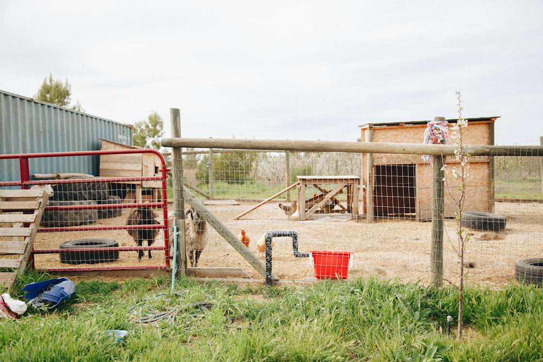Hartley Farms Organic Orchard Hipcamp in San Miguel, California