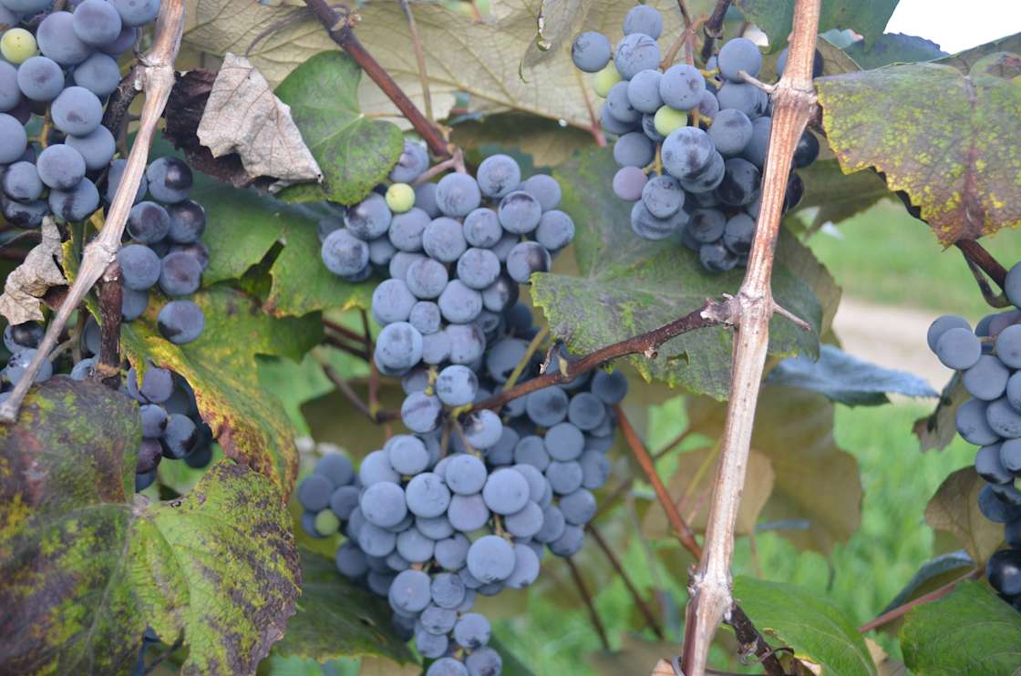 Toboggan Hill Farm Hipcamp in Westfield, New York