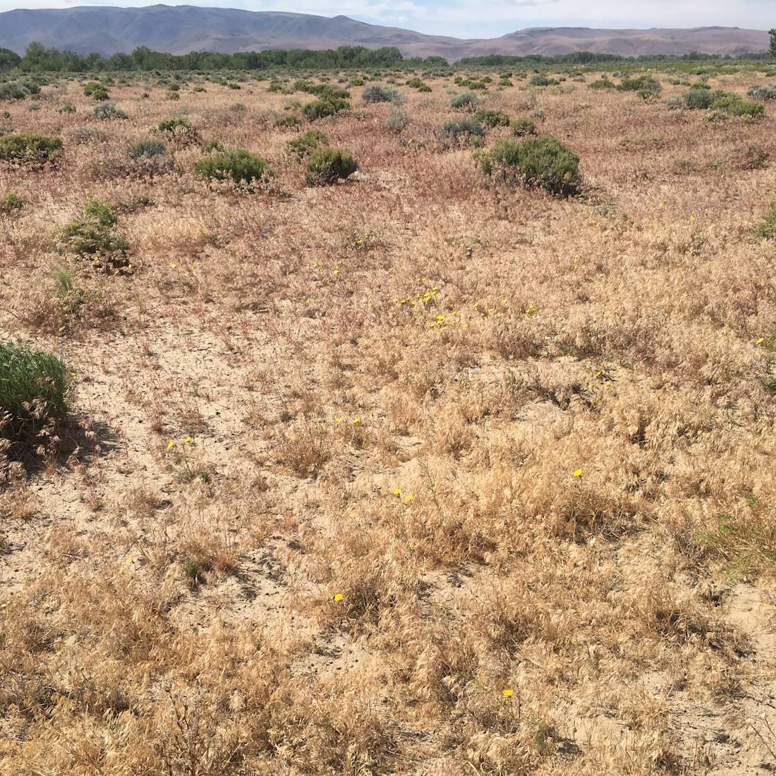 Lahontan Escape Hipcamp in Silver Springs, Nevada