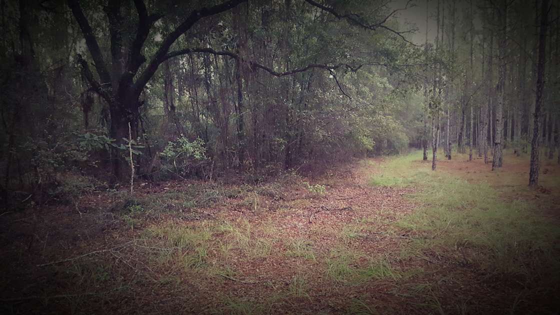 Smith Creek honey bee farm Hipcamp in Sopchoppy, Florida