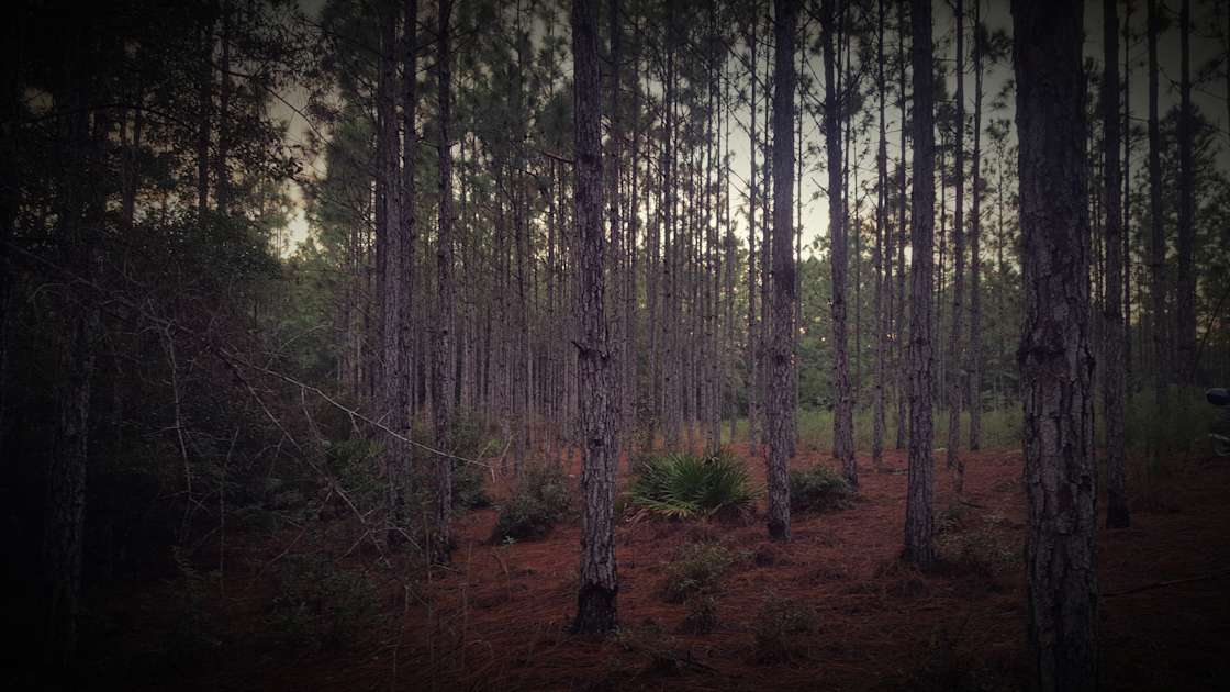 Smith Creek honey bee farm Hipcamp in Sopchoppy, Florida