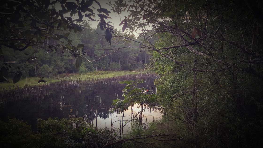 Smith Creek Honey Bee Farm - Hipcamp In Sopchoppy, Florida