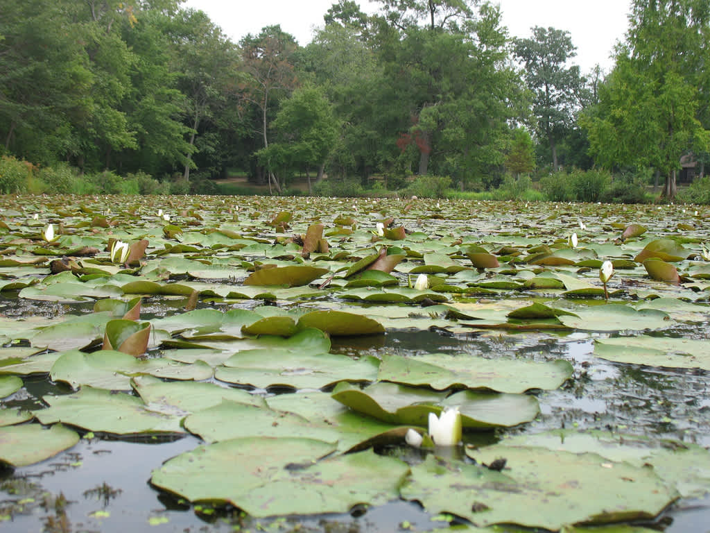 Some Lily Pads At Riverside-Cedar Campsite 002, Some lily p…