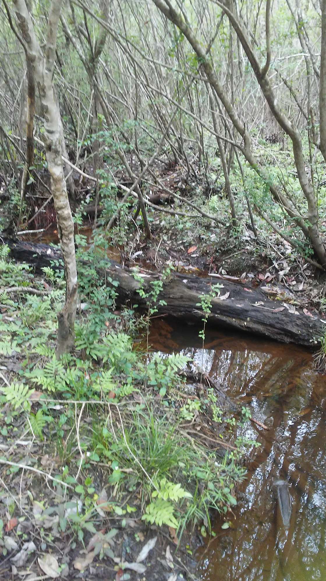 Crook Wilderness Retreat Hipcamp in Mc Kenzie, Alabama