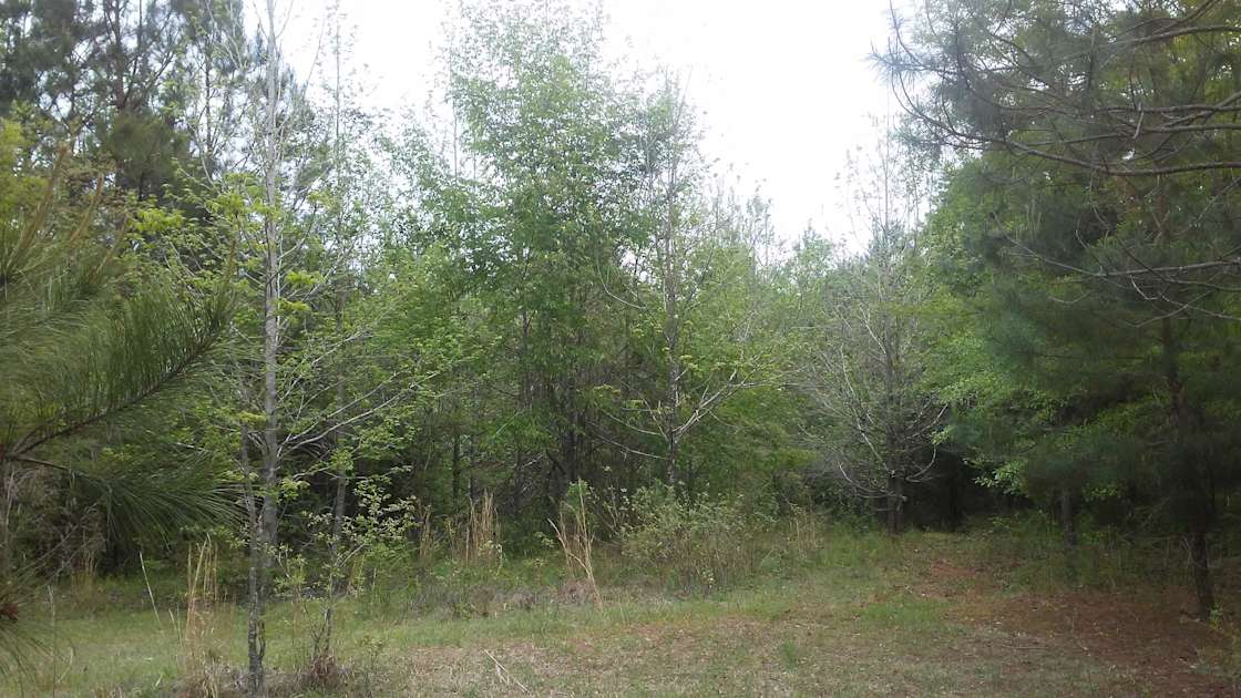 Crook Wilderness Retreat Hipcamp in Mc Kenzie, Alabama