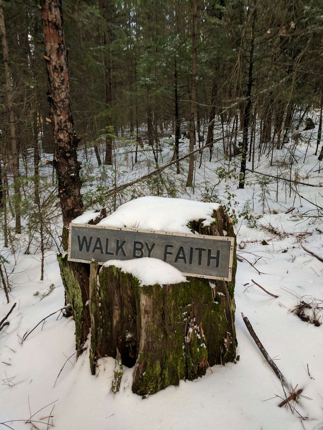 Helen S.’s Land Hipcamp in Manton, California