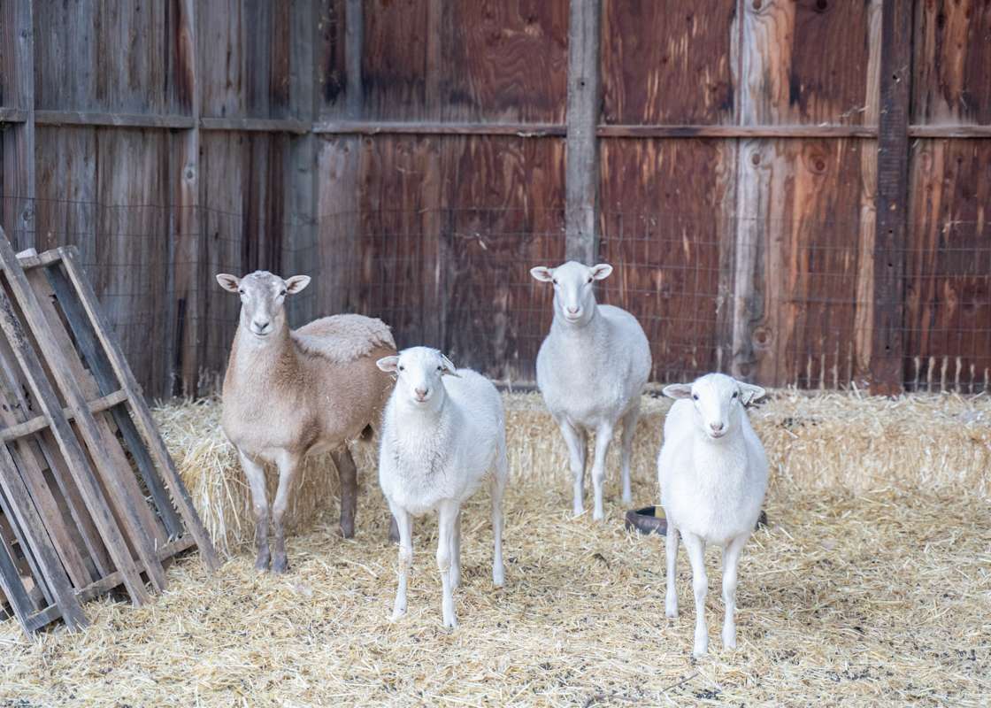 Ferguson Farm Hipcamp in Clearlake Oaks, California