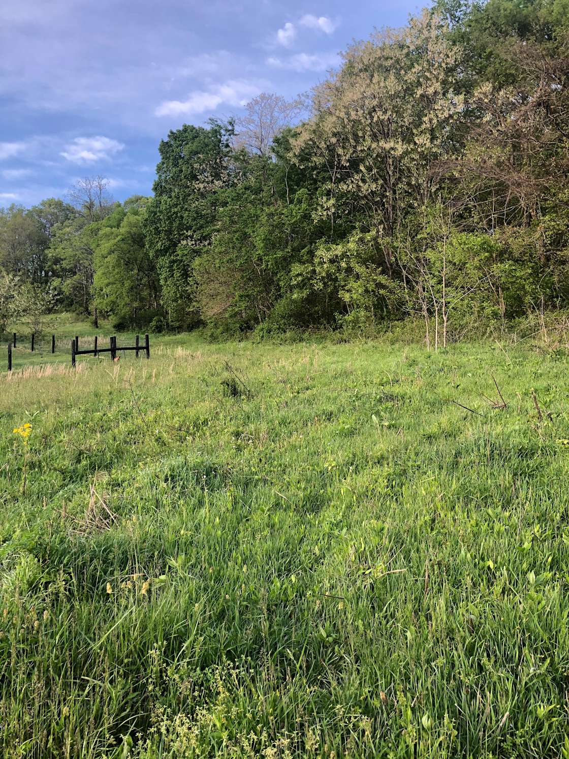 Tent Camping w/privacy & great view - Hipcamp in Lynnville, Tennessee