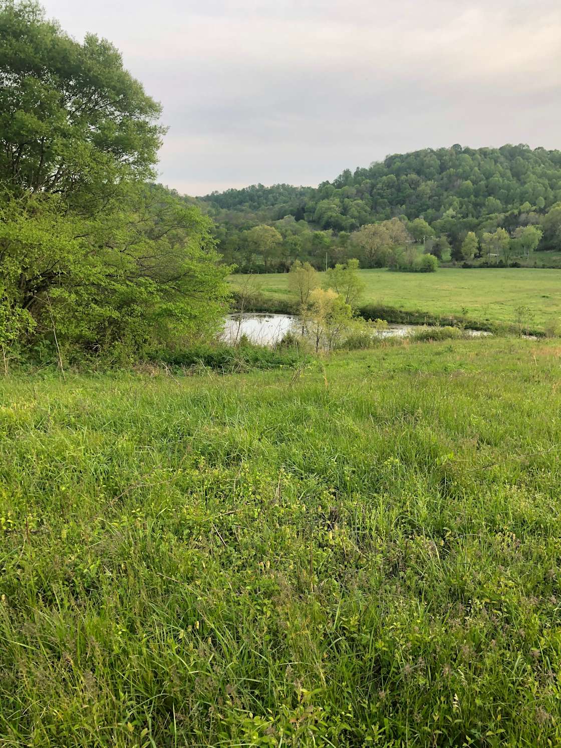 Tent Camping w/privacy & great view - Hipcamp in Lynnville, Tennessee