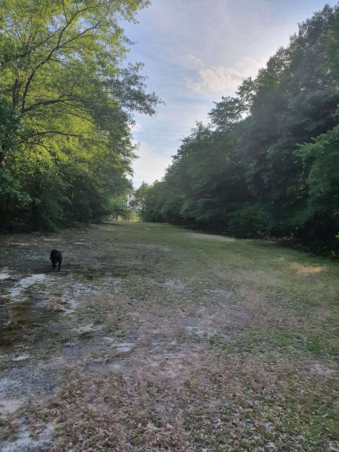 Wolff Woods Hipcamp in Bethune, South Carolina