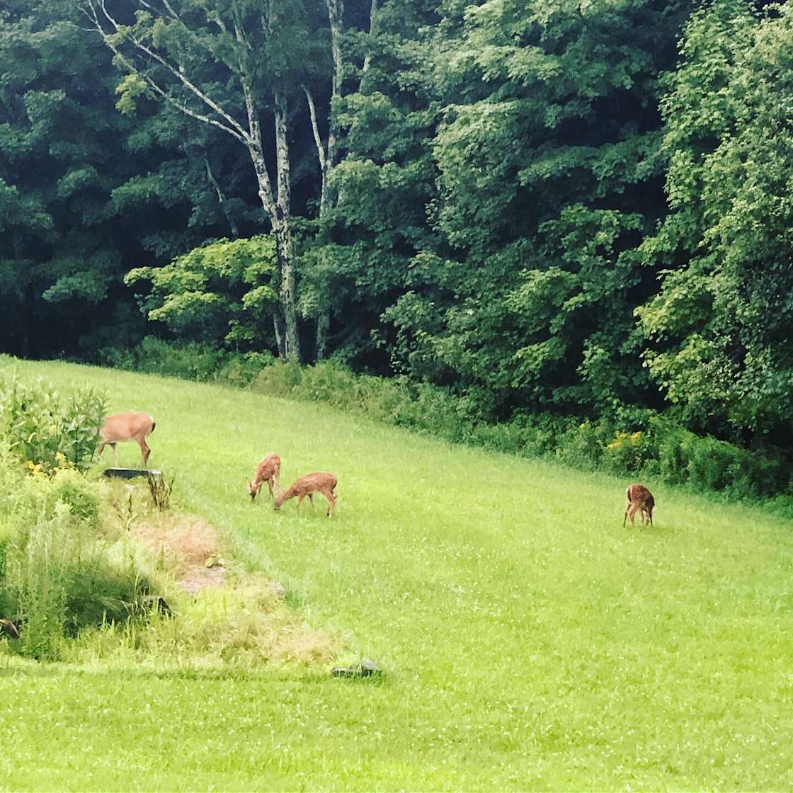 Camp MoonChild Hipcamp in Cropseyville, New York