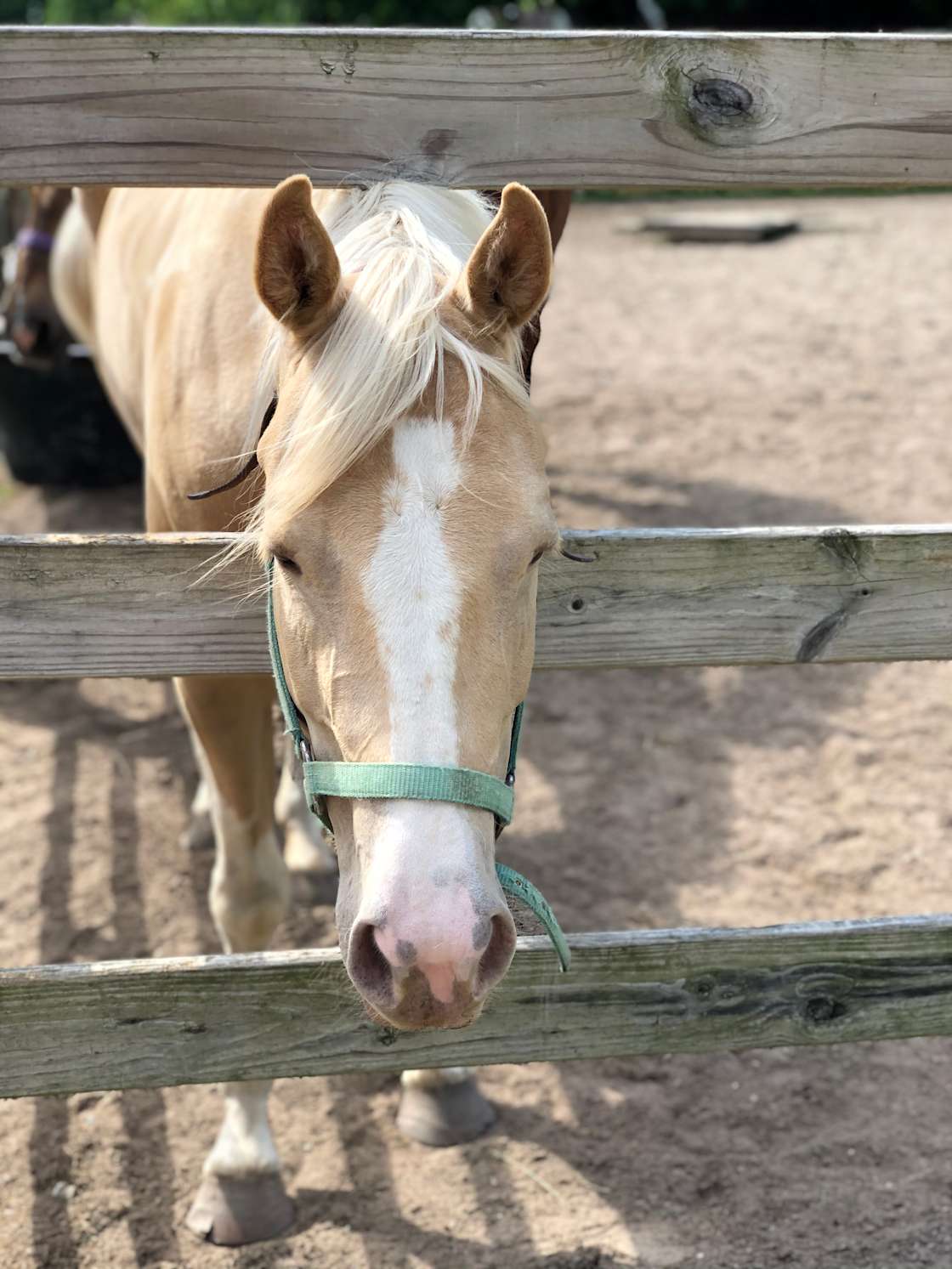 The Riding Stable and Resort Hipcamp in Lakeville, Indiana