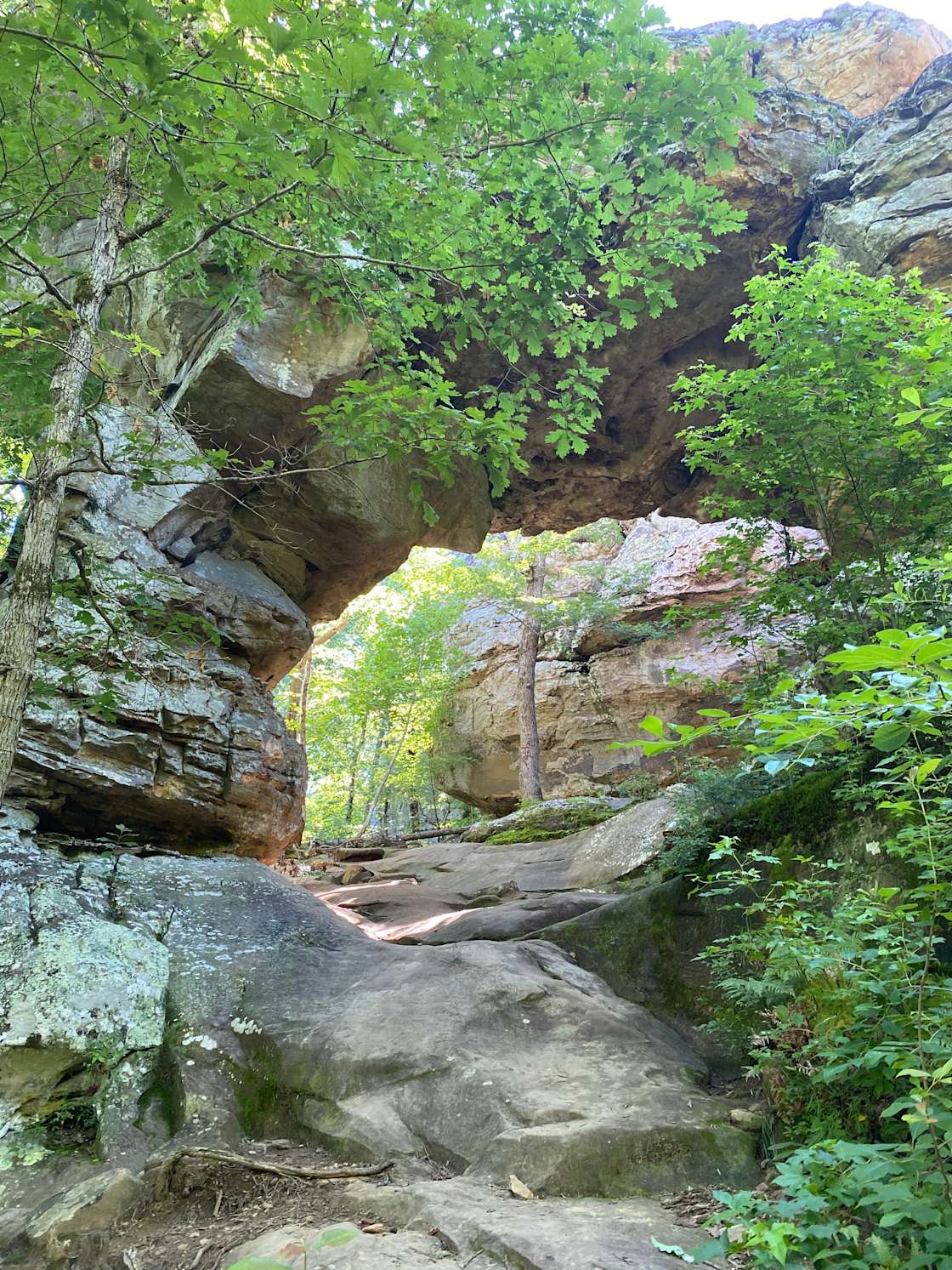Petit Jean Farm Orchard Hipcamp in Morrilton, Arkansas