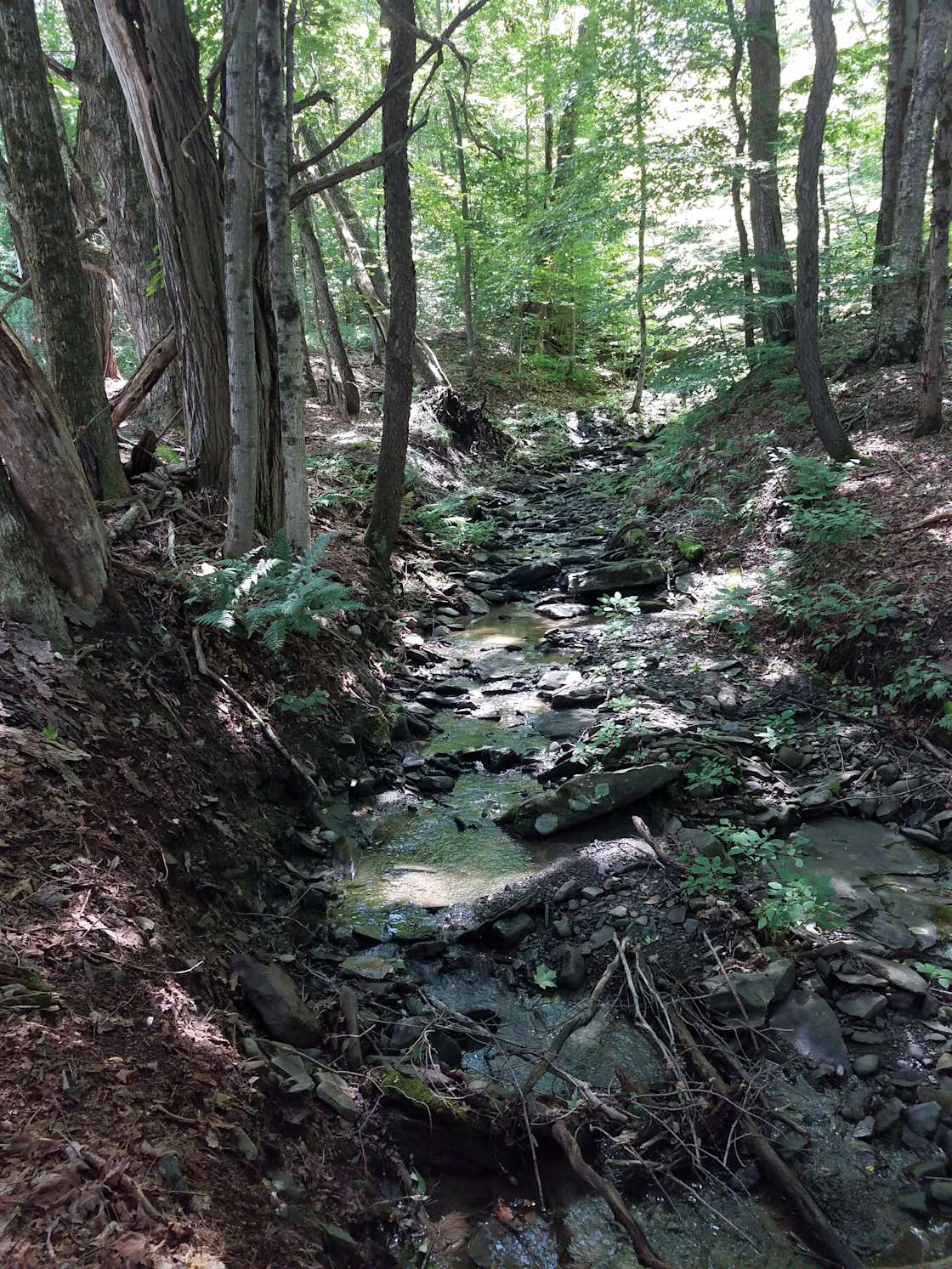 Coyote Hollow Park Hipcamp in Mount Vision, New York