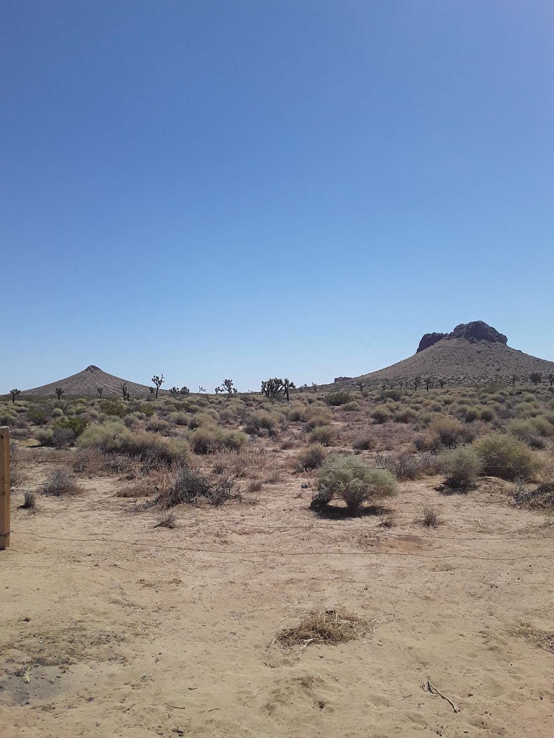 Joshua tree sagebrush desert camp Hipcamp in Mojave, California