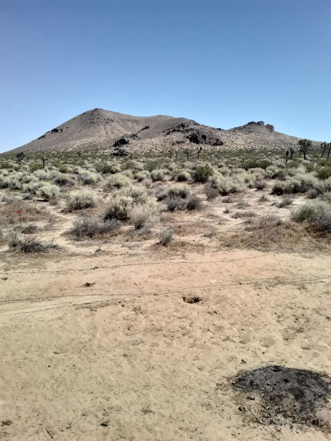 Joshua tree sagebrush desert camp Hipcamp in Mojave, California