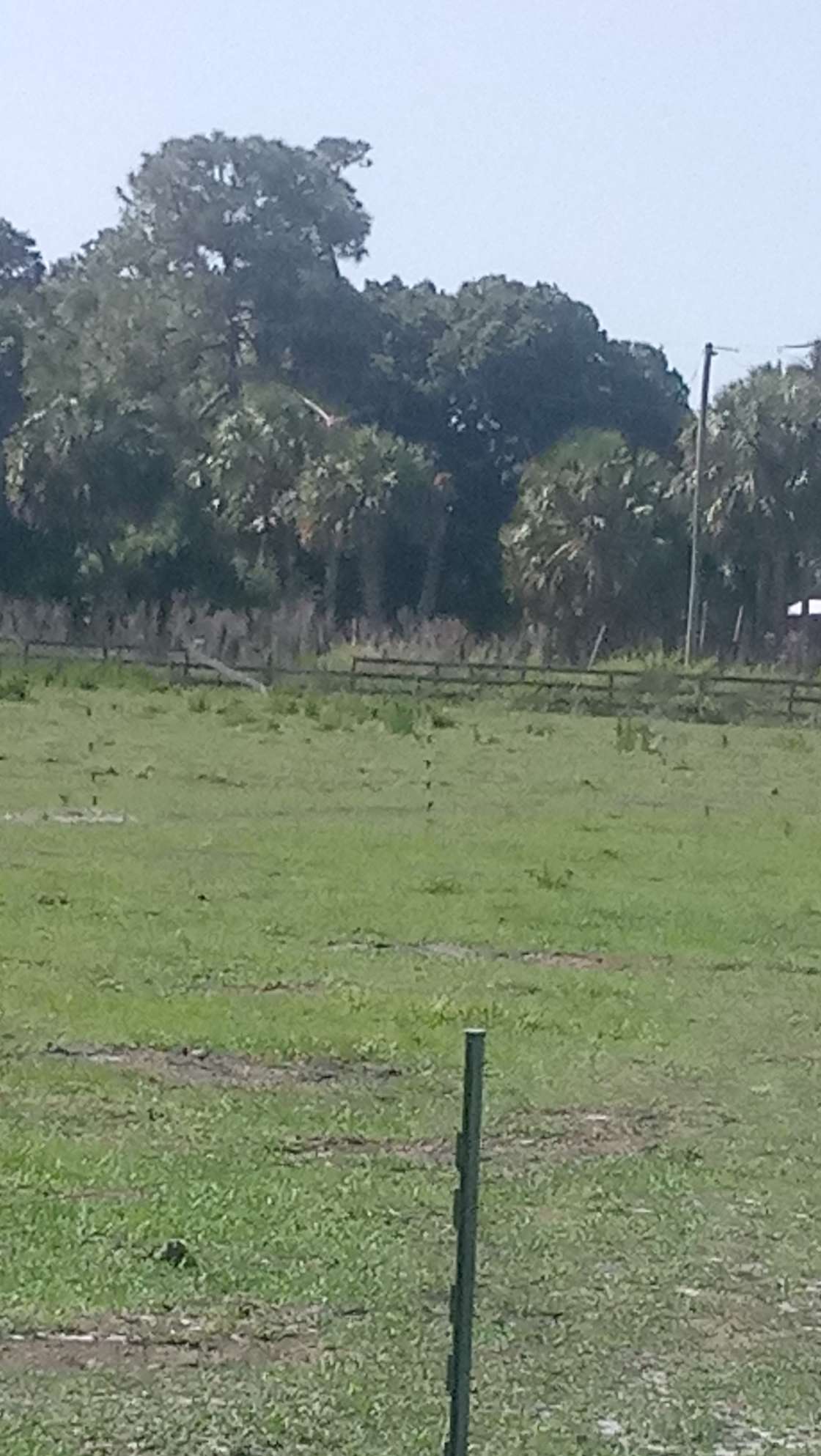 Ashby Acres Farm Hipcamp in Fort Pierce, Florida