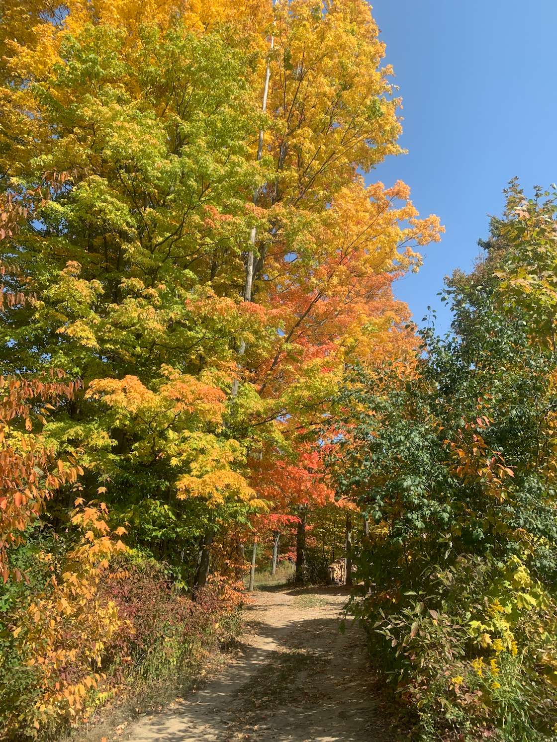 ZiegenVine Homestead Hipcamp in Savona, New York