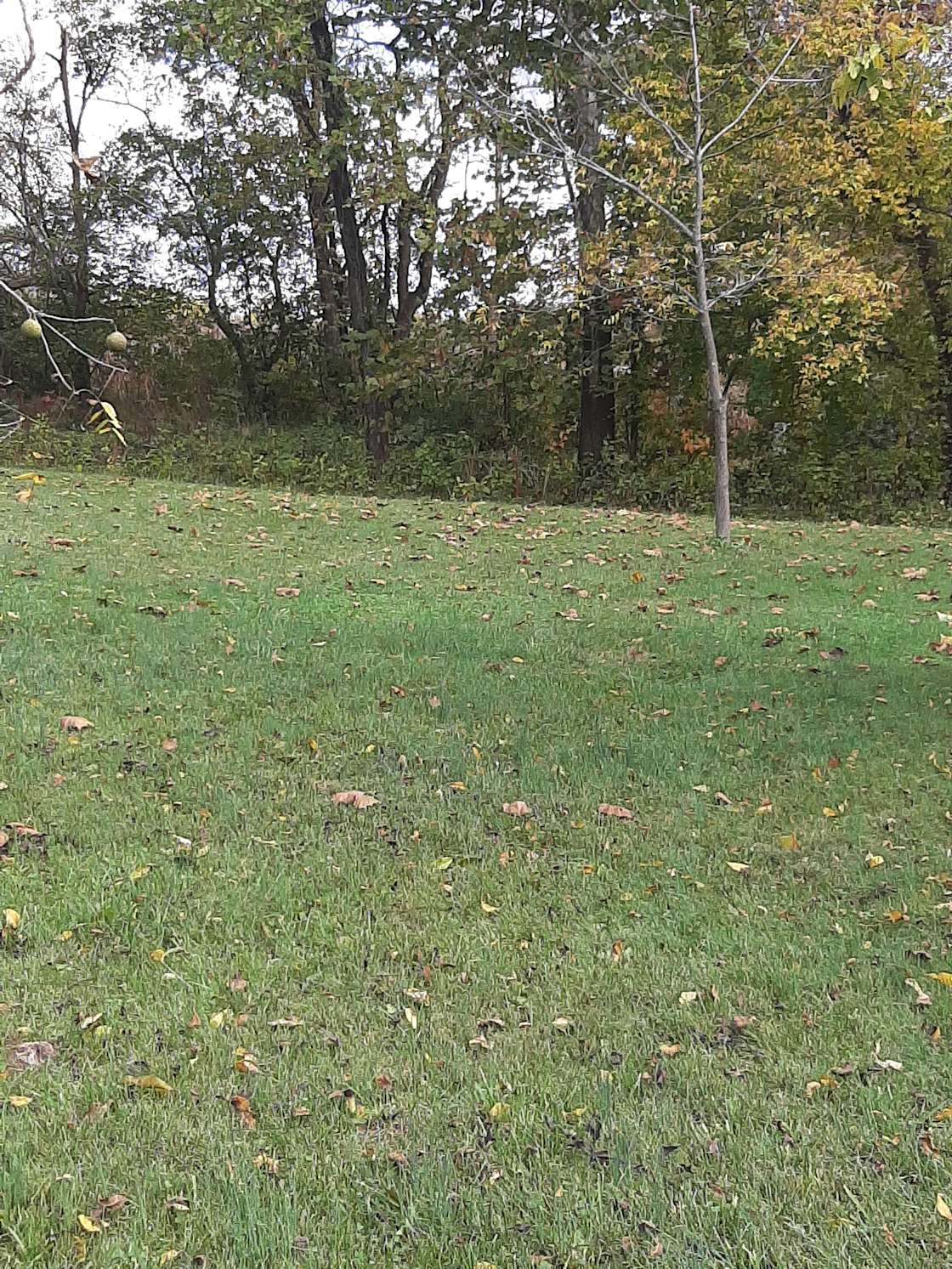 Stacey H.’s Land Hipcamp in Edinburg, Virginia