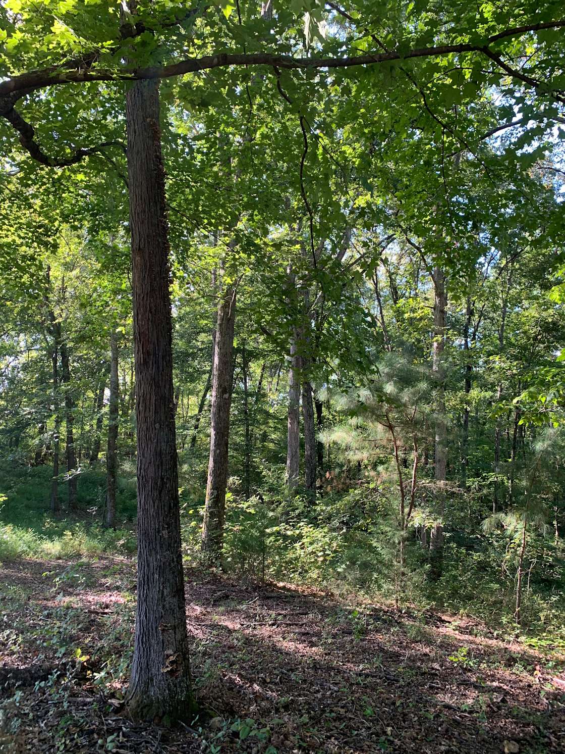 Rocky Face Hipcamp in Rocky Face,