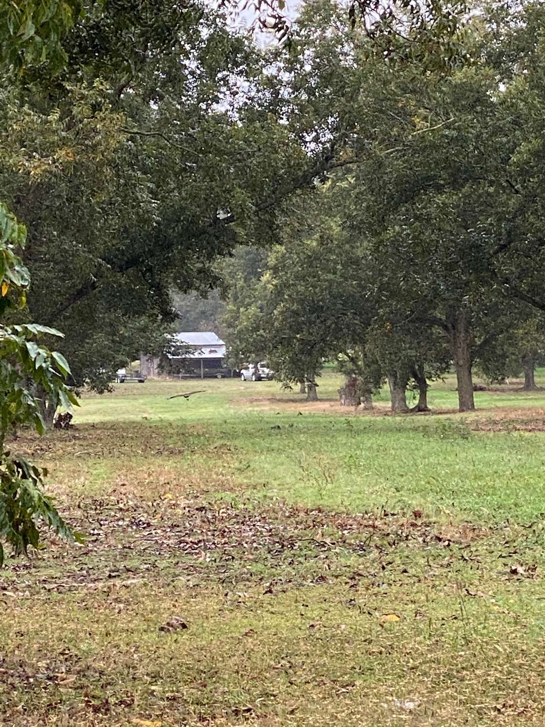 Pecan Orchard Hipcamp in Glennville,