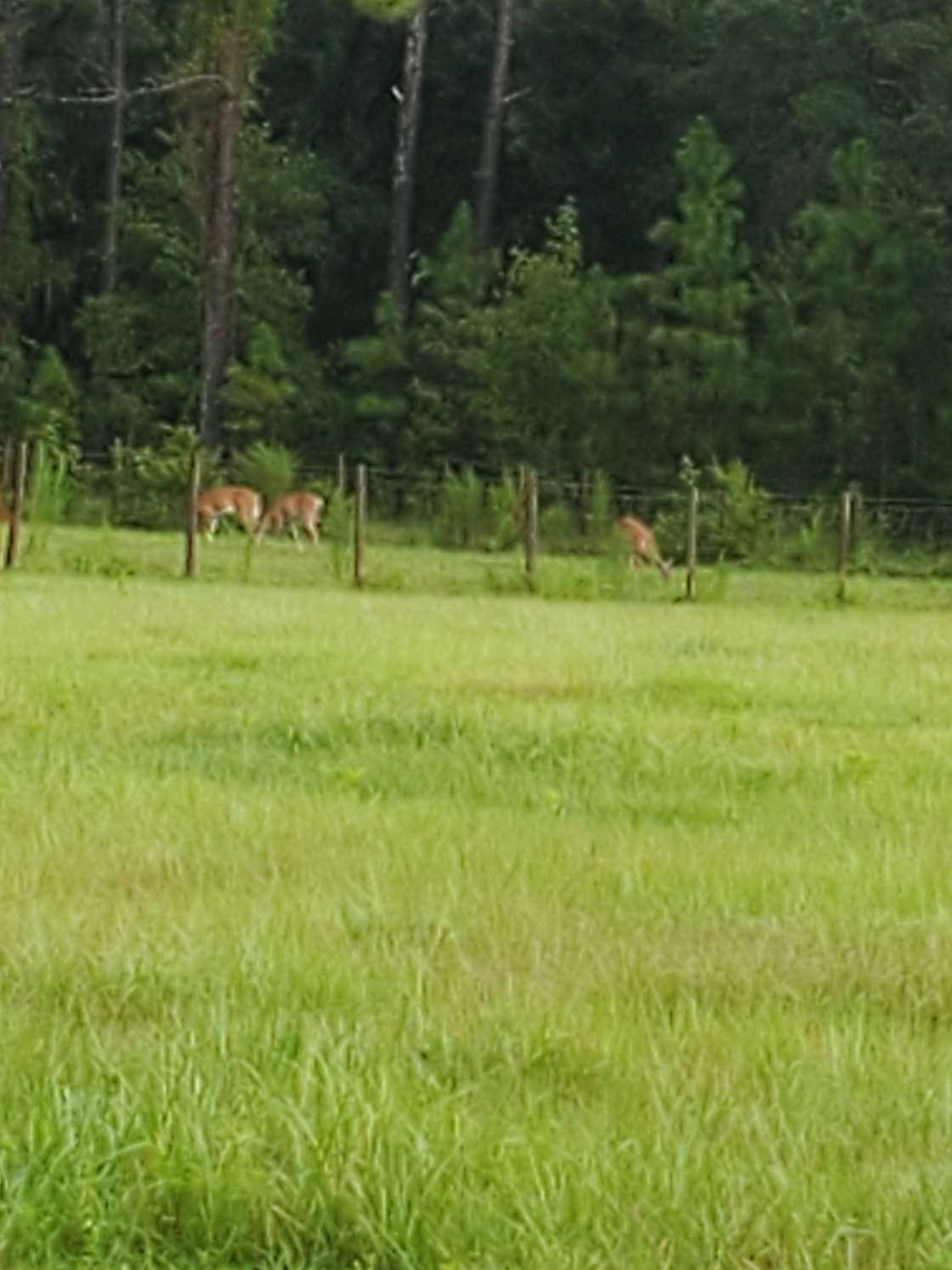 Wooded secluded working farm ranch Hipcamp in Groveland, Florida