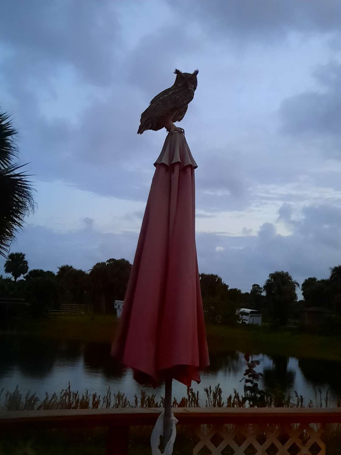 Ashby Acres Farm Hipcamp in Fort Pierce, Florida