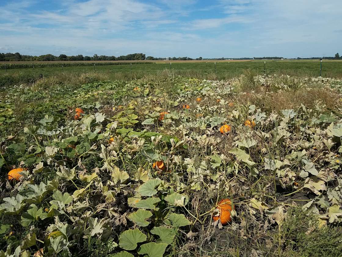 Tippy Toe Acres Hipcamp in Trent, South Dakota