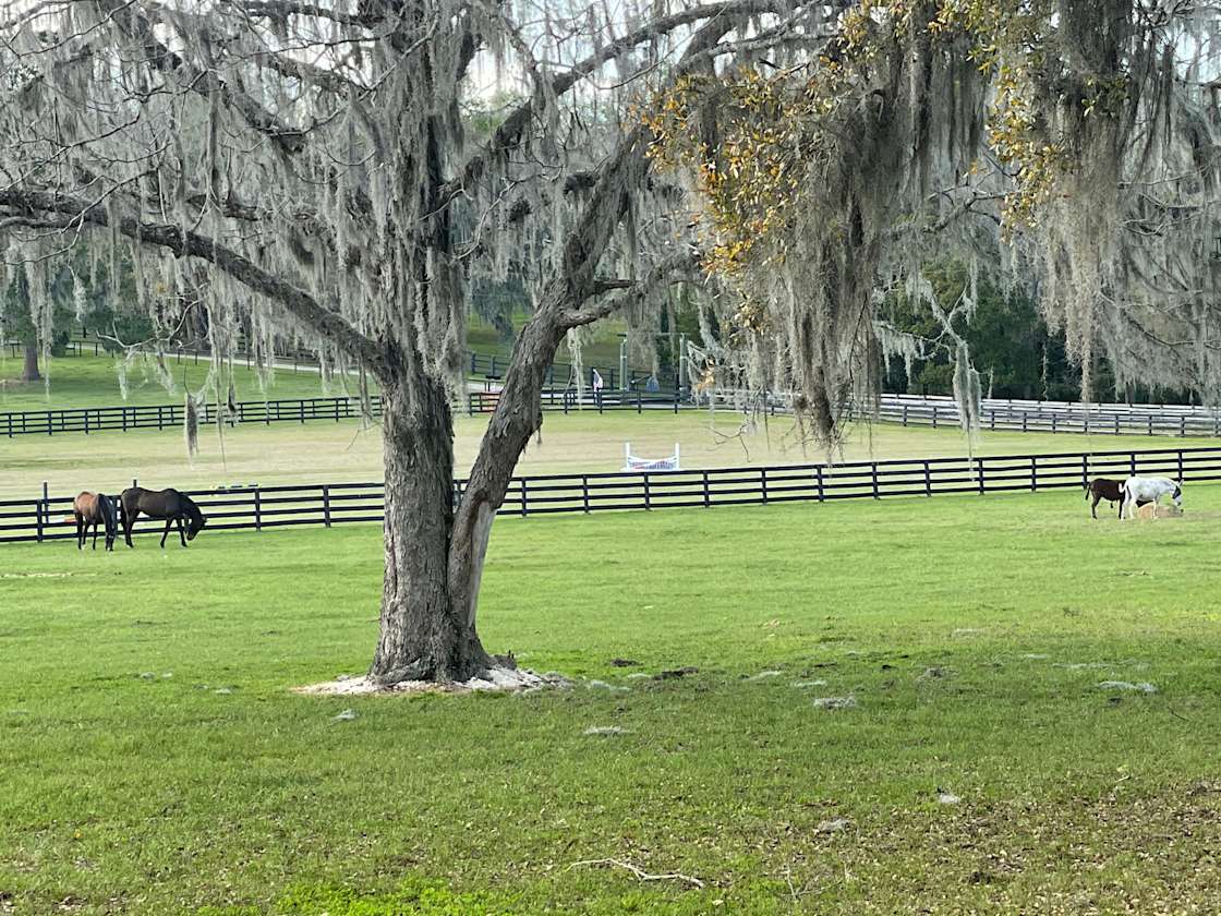 Riddle Hacienda Hipcamp in Reddick, Florida
