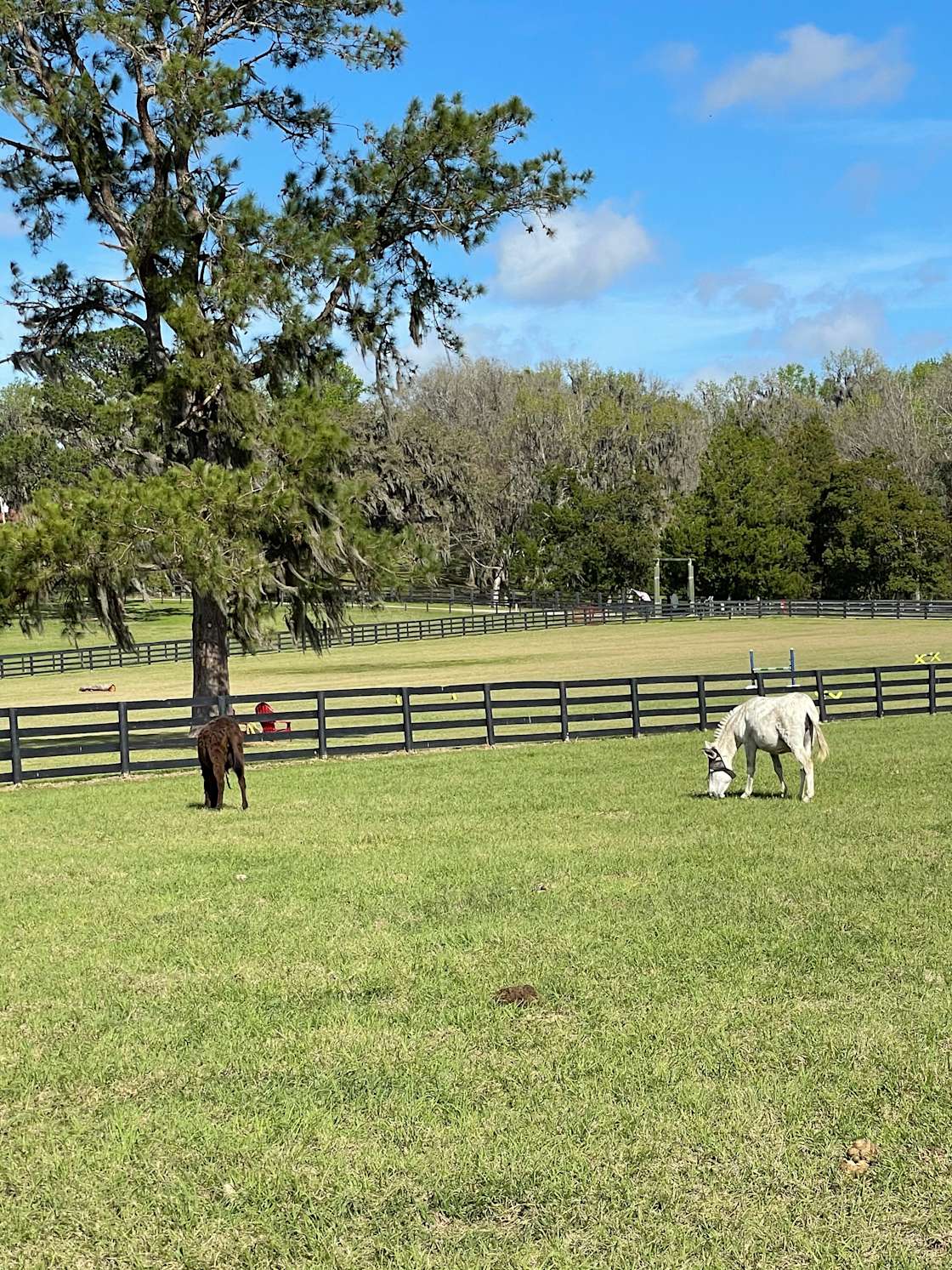 Riddle Hacienda Hipcamp in Reddick, Florida