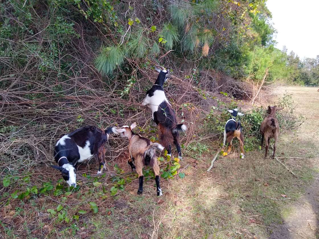 Wooded Hideaway in Mt Pleasant Hipcamp in Mount Pleasant, South Carolina