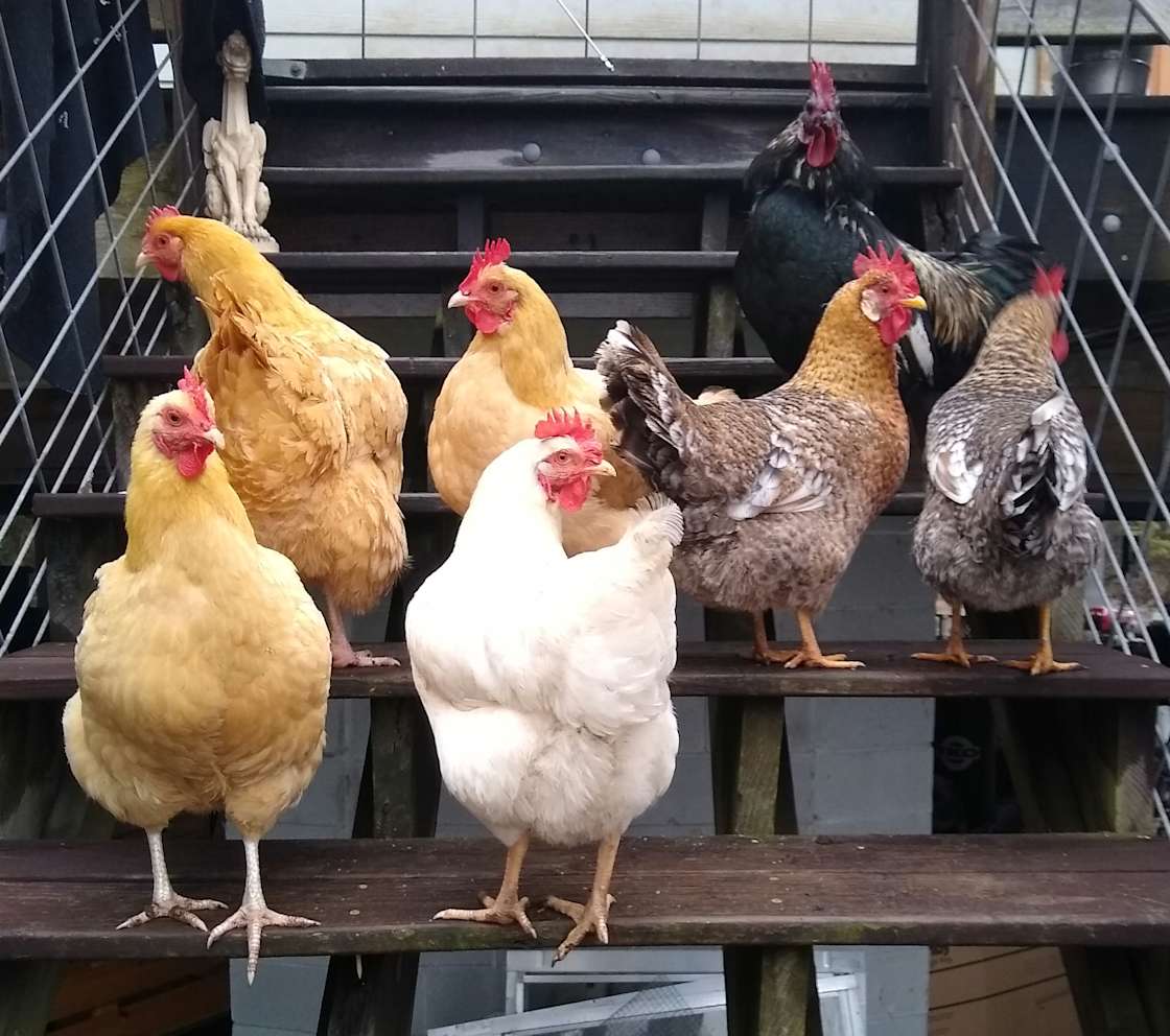 Wooded Hideaway in Mt Pleasant Hipcamp in Mount Pleasant, South Carolina