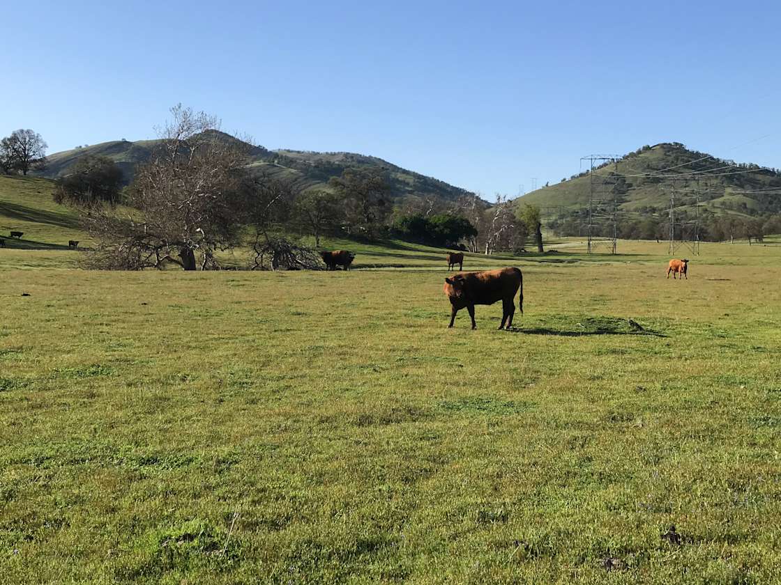 Mountain Ranch Tent Camping Hipcamp in East Orosi, California