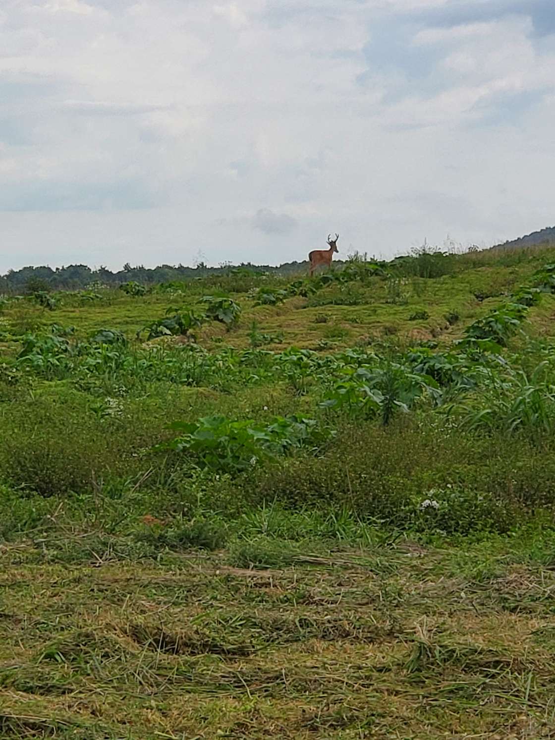 Tent Camping On the Farm! Hipcamp in Greeneville, Tennessee