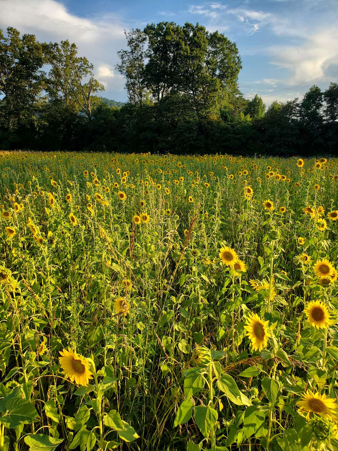 Tent Camping On the Farm! Hipcamp in Greeneville, Tennessee