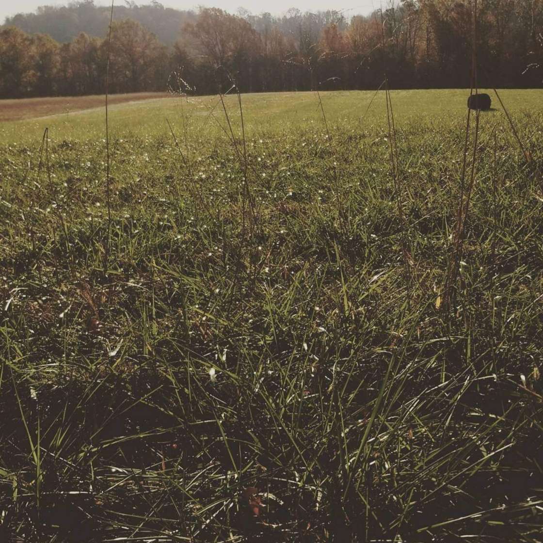 Tent Camping On the Farm! Hipcamp in Greeneville, Tennessee