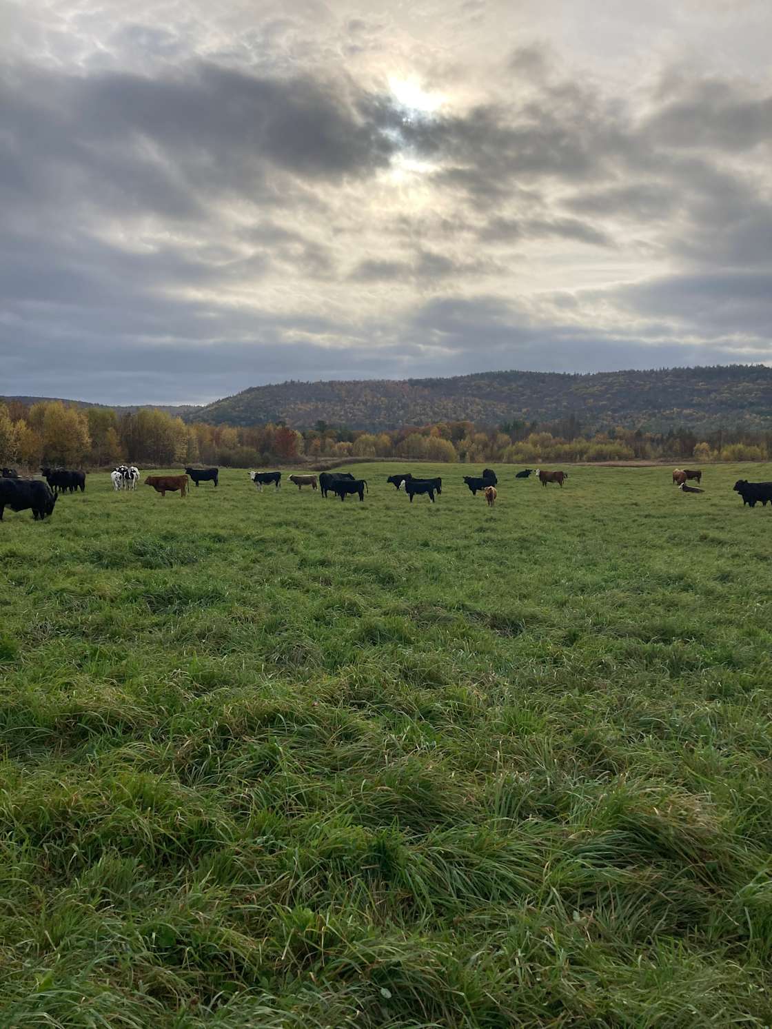 Unity Meadows Farm, Unity NH Hipcamp in Charlestown, New Hampshire