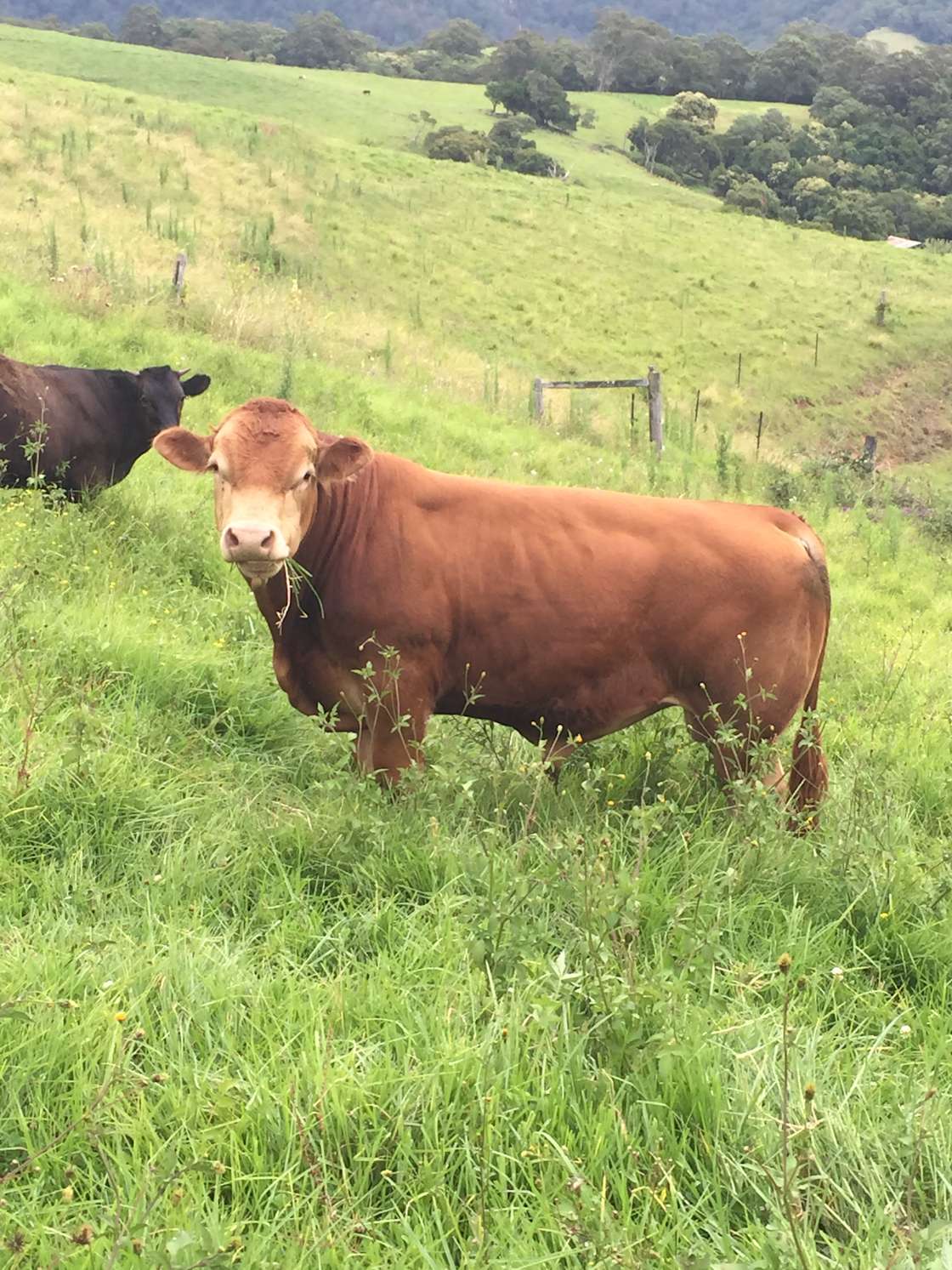 Jamberoo Mountain Farm Camp - Hipcamp in Jamberoo, New South Wales